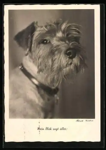 AK Terrier, Mein Blick sagt alles