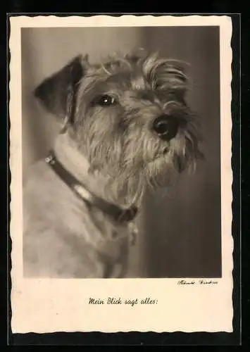 AK Terrier, Mein Blick sagt alles