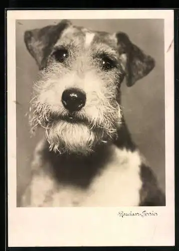 AK Portrait eines Terriers