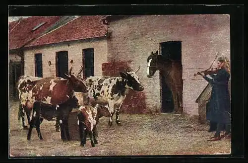 AK Irland, Kühe mit Kälbern hören Fiddlerin vor einem Pferdestall zu