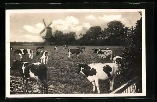 AK Friesland, Kuhherde vor Windmühle