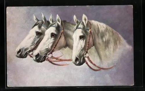 AK Portrait von drei weissen Pferden