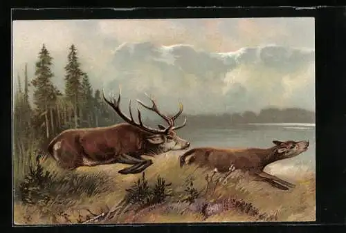 AK Hirsch jagt Hirschkuh
