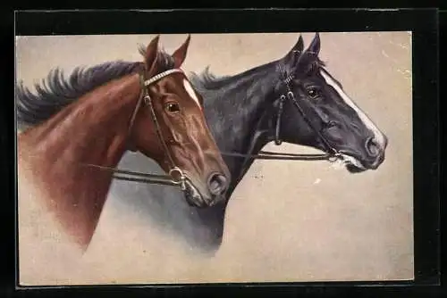 AK Zwei Pferdeköpfe mit Zaumzeug