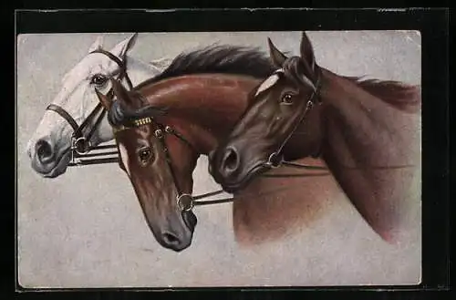 AK drei Pferdeköpfe mit Zaumzeug