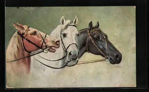 AK Pferde mit Zaumzeug, Schimmel, Brauner, Rappe