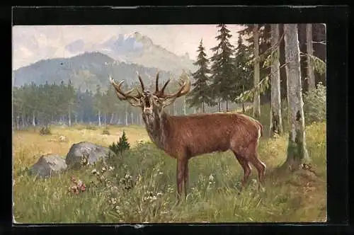 AK Röhrender Hirsch tritt auf eine Waldlichtung