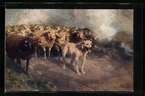 Künstler-AK Hütehund vor Schafherde