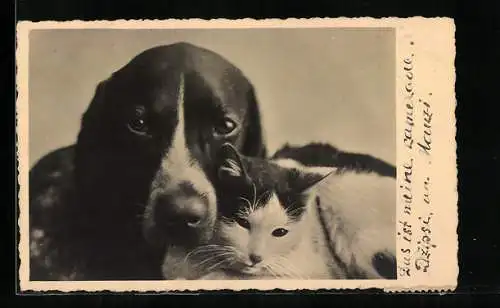 AK Jagdhund und junge Katze, Tierfreundschaft
