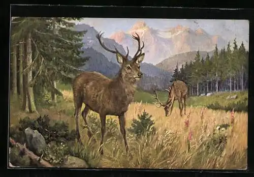 AK Hirsche am Waldesrand