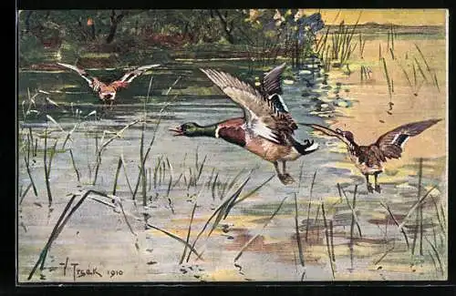 AK Fliegende Enten über einem See