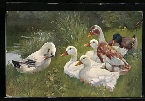 AK Enten am Seeufer, weisse Hausenten und ein Stockentenerpel ruhen im Gras
