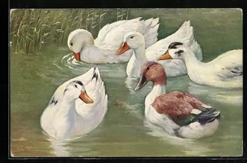 AK weisse Enten am Ufer