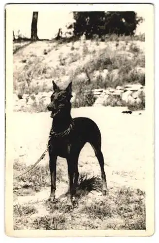 Fotografie Hund Doberman, Kettenhund, Wachhund