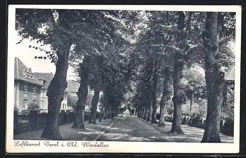 AK Varel / Oldenburg, Blick in die Windallee