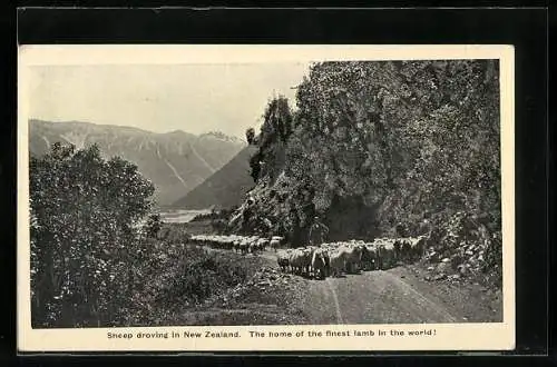 AK New Zealand, Sheep droving