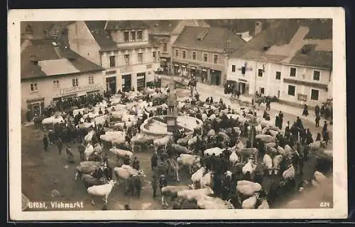 AK Gföhl, Viehmarkt vor dem Geschäft Eduard Westermayr