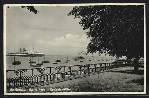 AK Hamburg-Blankenese, Baurs Park, Kastanien-Allee