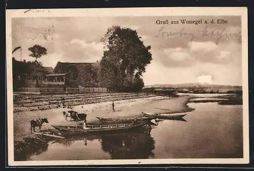 AK Wussegel a. d. Elbe, Uferpartie mit Kühen
