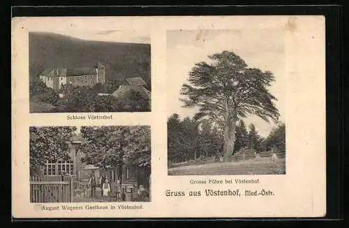 AK Vöstenhof /Nied.-Östr., August Wagners Gasthaus, Schloss, Grosse Föhre