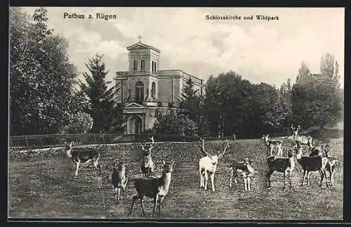 AK Putbus a. Rügen, Schlosskirche und Wildpark