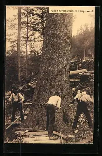 AK Fällen der Baumriesen im bayr. Wald