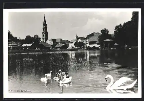 AK Mattsee b. Salzburg, Uferpartie mit Kirche und Schwänen