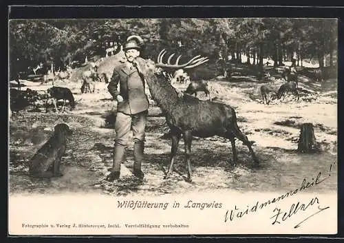 AK Bad Ischl, Langwies, Förster bei der Wildfütterung, Hirsch