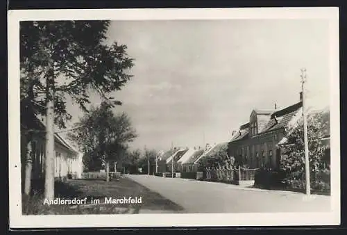 AK Andlersdorf im Marchfeld, Strassenpartie mit Wohnhäusern