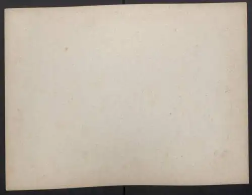 Fotografie F. Albert Schwartz, Berlin, Wanderausstellung Königsberg 1892, Kuh Blume, Simmenthaler Schl.