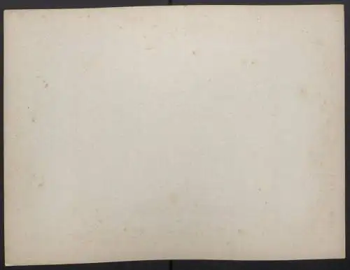Fotografie F. Albert Schwartz, Berlin, Wanderausstellung Berlin 1894, Sau. Tenever VII, Berkshire, Züchter: Brauer
