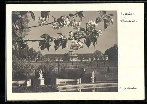 Foto-AK Max Baur, es blüht in Sanssouci