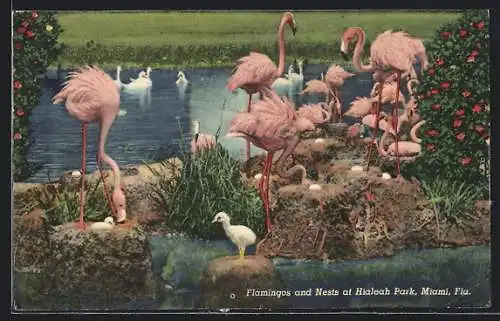 AK Miami, FL, Flamingos and Nests at Hialeah Park