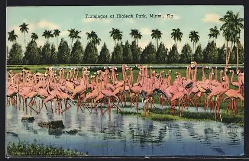 AK Miami, FL, Flamingos at Hialeah Park