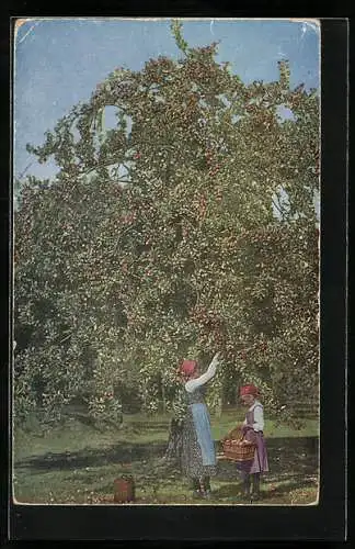 AK Frau und Mädchen pflücken Äpfel