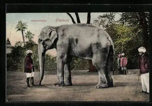 AK Indischer Elefant mit Mahout