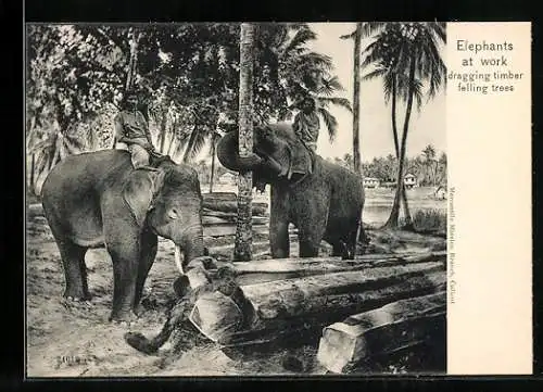 AK Elephants at work dragging timber, felling trees, Arbeits-Elefanten