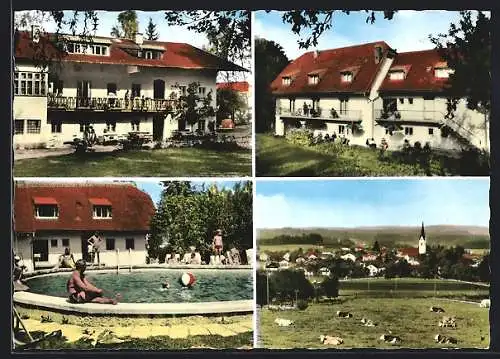 AK Amerang /Chiemgau, Gasthaus Steinbauer, Swimming-Pool, Kühe auf der Weide