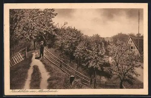 AK Jork /Altenlande, blühende Kirschbäume & Bauernhaus