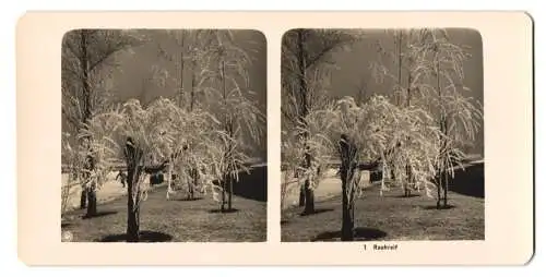 Stereo-Fotografie NPG, Berlin, Rauhreif an den Bäumen im Winter