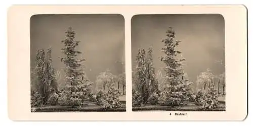 Stereo-Fotografie NPG, Berlin, von Rauhreif bedeckte Nadelbäume im Winter