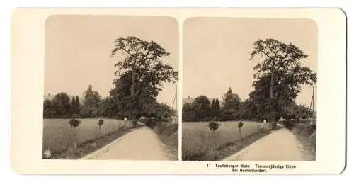 Stereo-Fotografie NPG, Berlin, Ansicht Hornoldendorf, die Tausendjährige Eiche im Teutoburger Wald