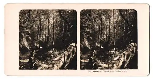 Stereo-Fotografie NPG, Berlin, Ansicht Warnicken, Partie in der Wolfsschlucht