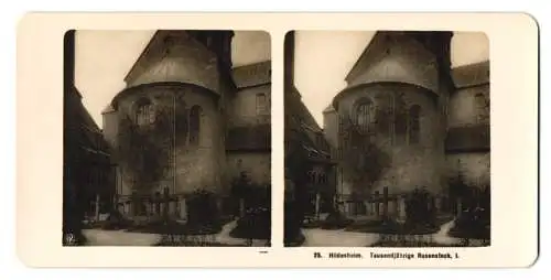 Stereo-Fotografie NPG, Berlin, Ansicht Hildesheim, der Tausendjährige Rosenstock am Hildesheimer Dom
