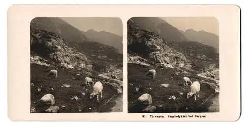 Stereo-Fotografie NPG, Berlin, Ansicht Bergen, grasende Schaafe am Svartedykket