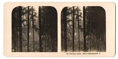 Stereo-Fotografie NPG, Berlin, Ansicht Uttewalde, Partie im Wald des Uttewaldergrund