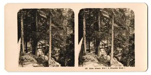 Stereo-Fotografie NPG, Berlin, Ansicht Uttewalde, Blick in den Uttewalder Grund