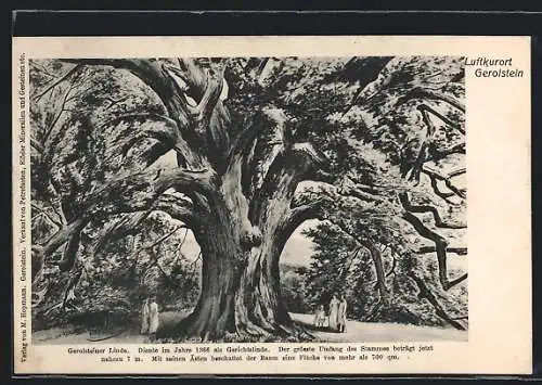 Künstler-AK Gerolstein, Zeichnung der Gerolsteiner Linde