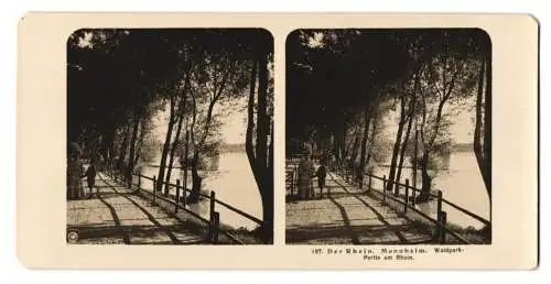 Stereo-Fotografie NPG, Berlin, Ansicht Mannheim, Waldpark Partie am Rhein