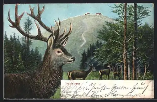 AK Inselsberg, Hirsch und Rehe im Wald